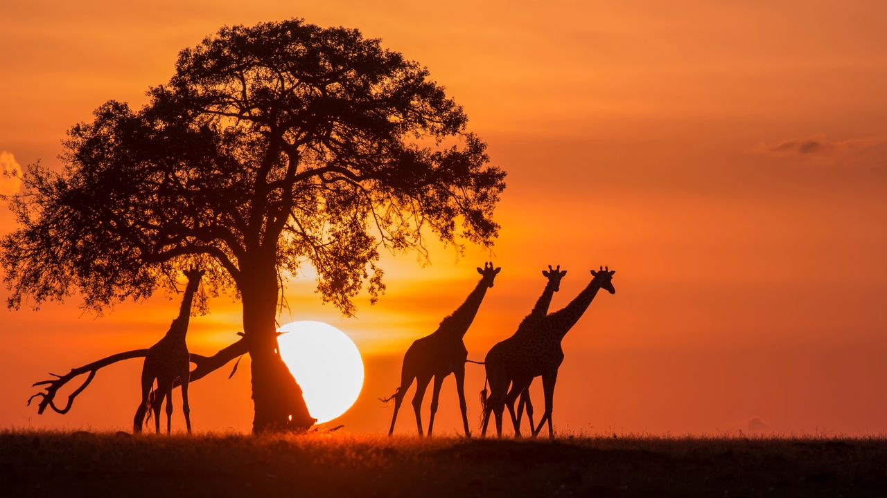 "Explore Tanzania's Wild Beauty with Bushwalks and Off-Road Safaris"