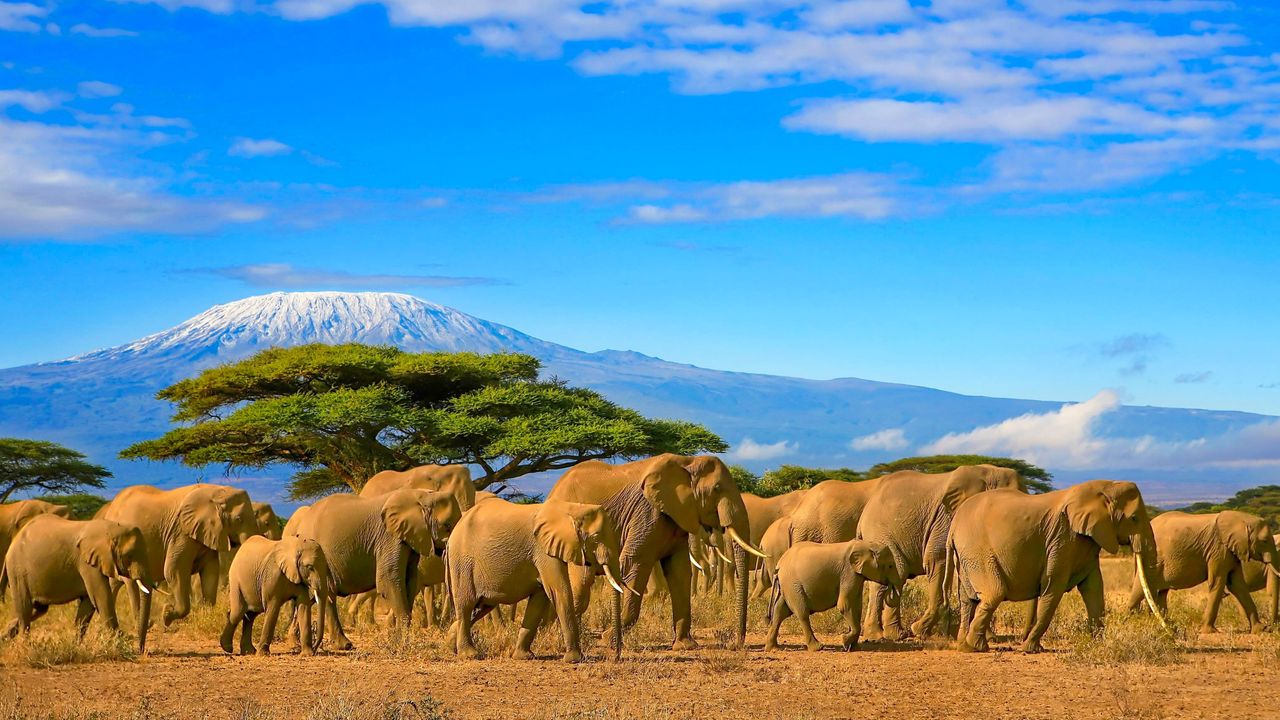"Adventure Travel in Africa: Safari Adventures, Bungee Jumping, and Photography"