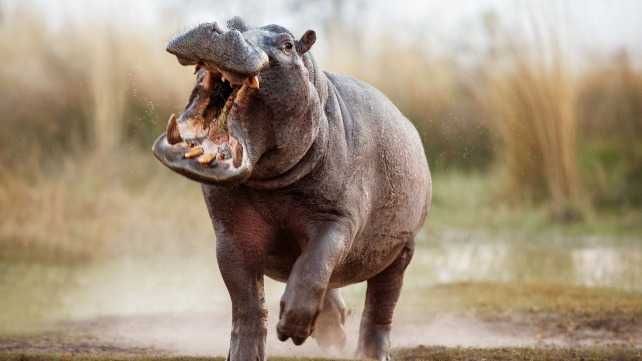 "Safari in Africa: Exploring Conservation Areas & National Parks"