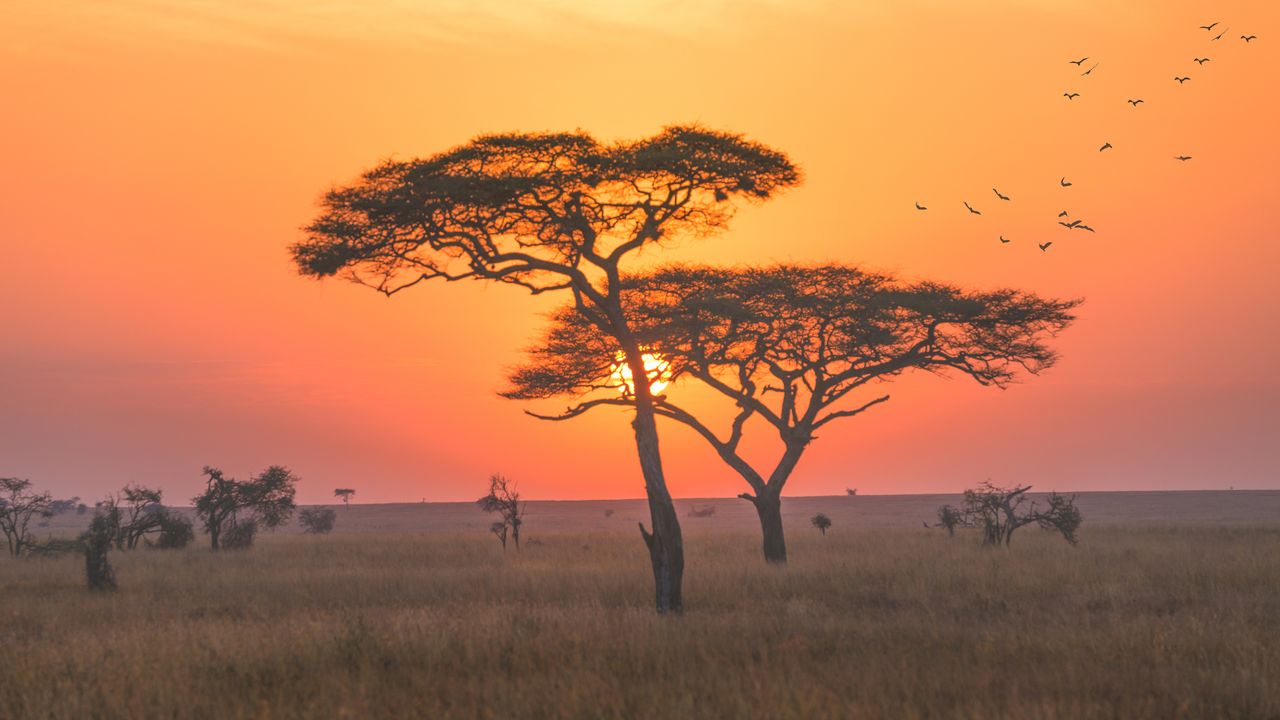 "Safari Photography: Capturing the Essence of Africa | Guided Safari Tour"