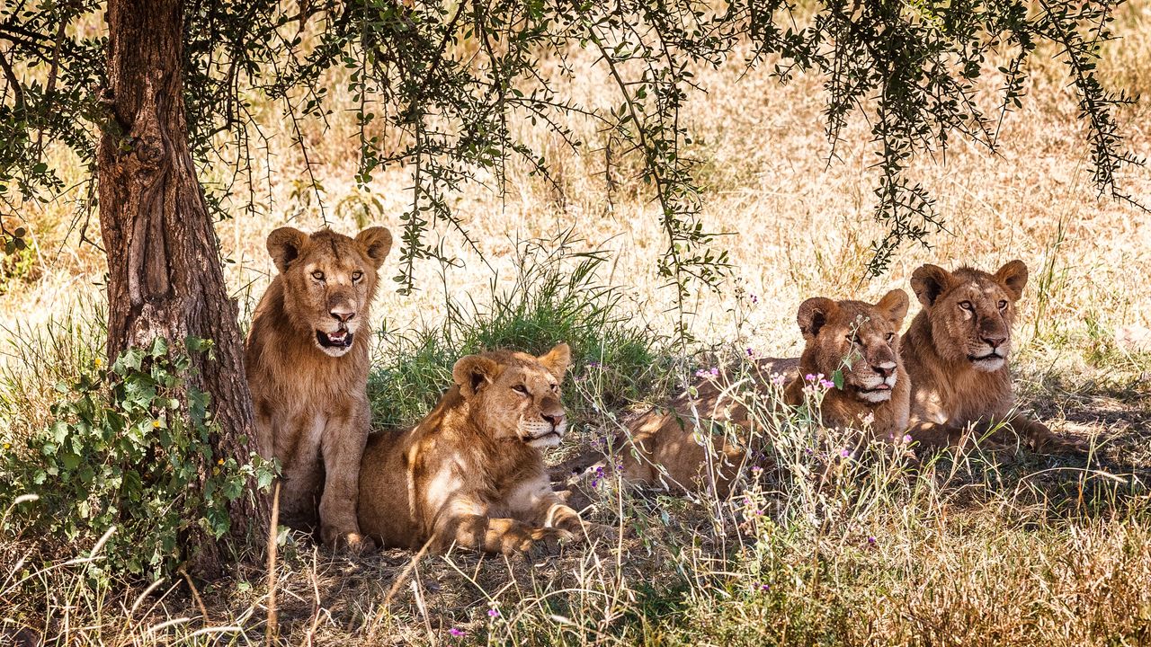 "Serengeti National Park: Accommodation, Safaris & Predator-Prey Dynamics"