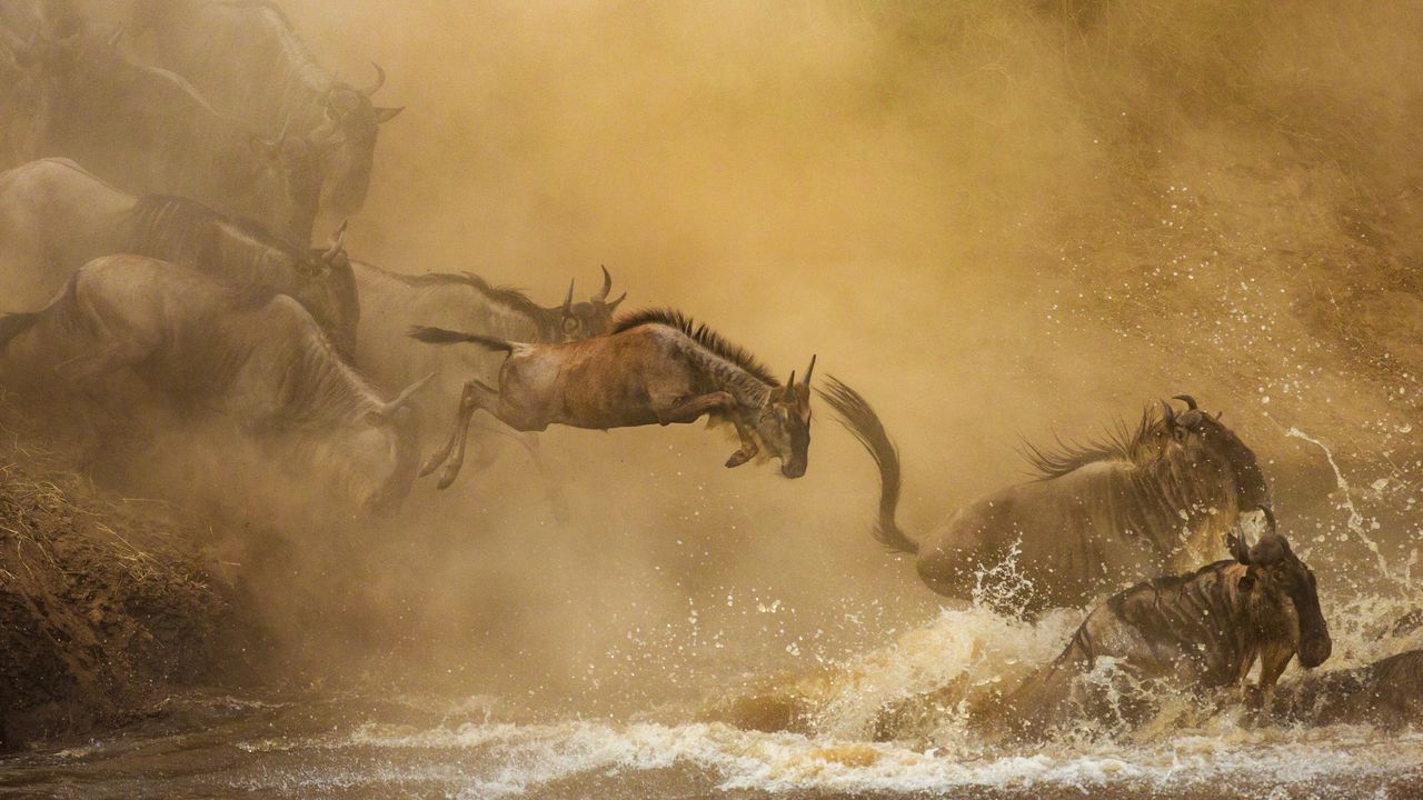 "Serengeti National Park: Game Drives, Park Fees & Photography Guide"