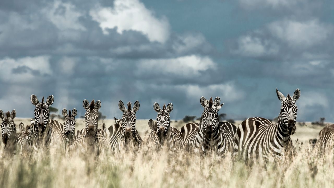 "Tanzania Safari: Explore Serengeti & More | Safari Packages & Tours"