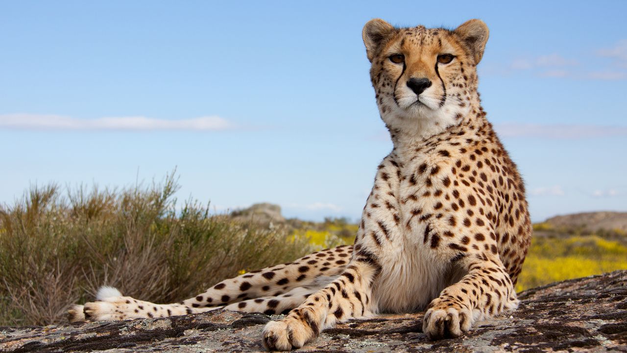 Serengeti National Park: A Wildlife Adventure