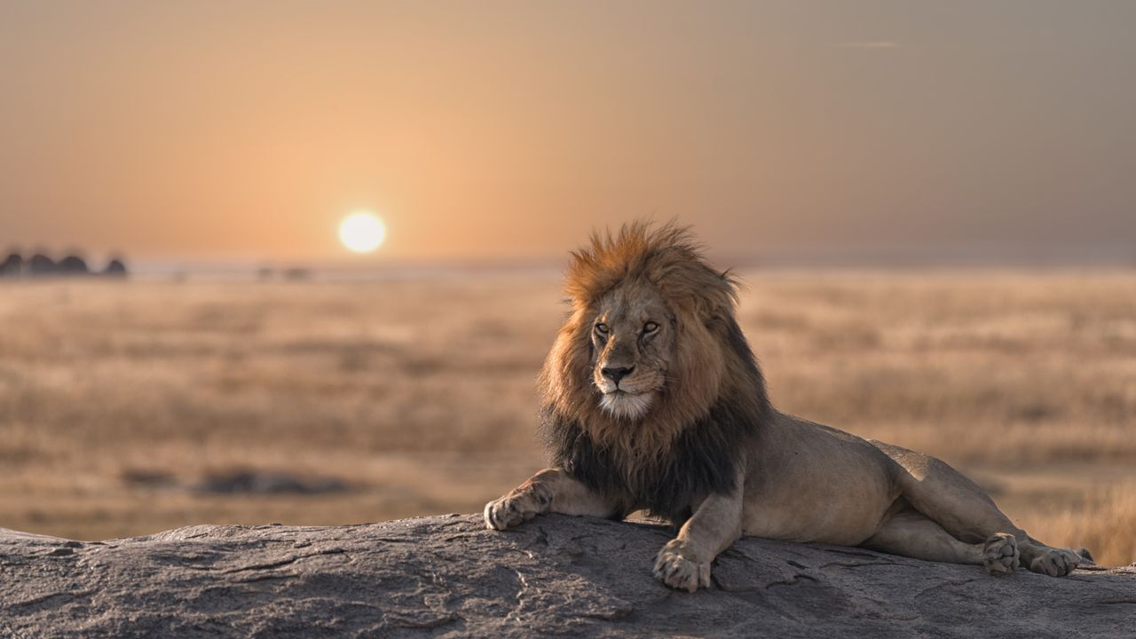 Unforgettable Safari Adventure in Africa