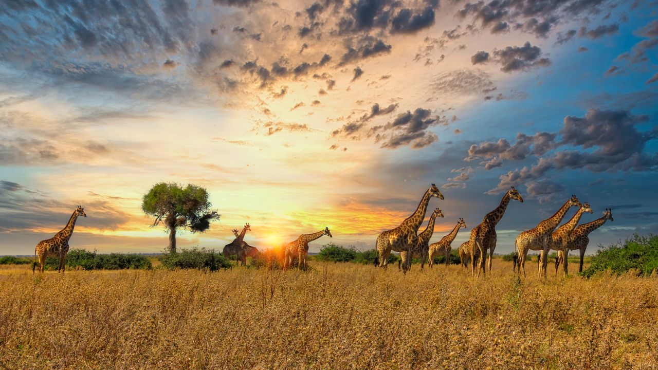 Adventure Travel in Africa: Unleash Your Inner Explorer