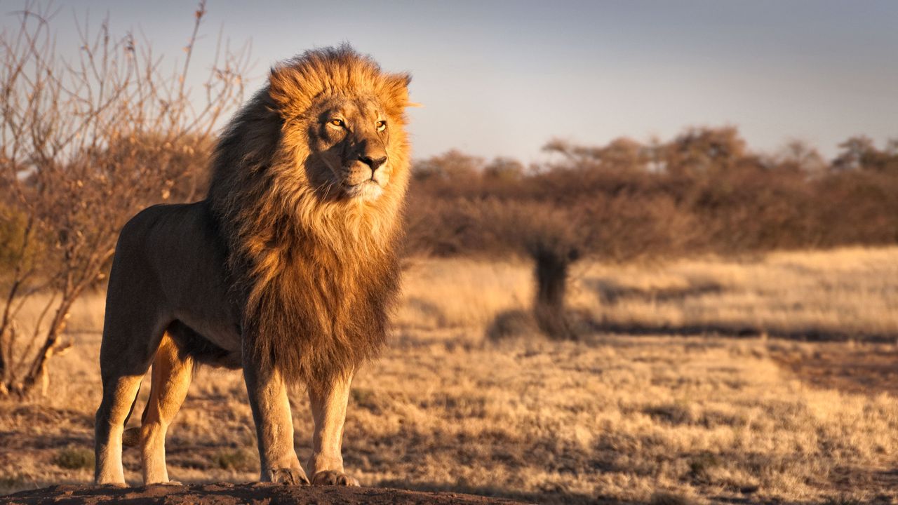 African Safari: Explore the Wild