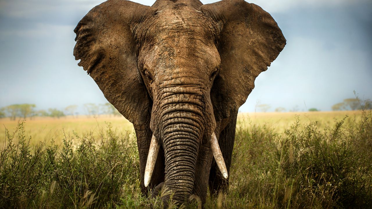 African Cultural Experiences