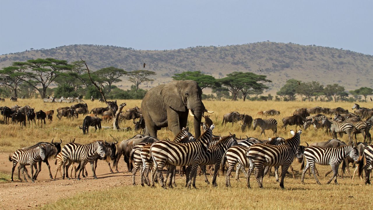 Discover Serengeti's Wildlife Paradise