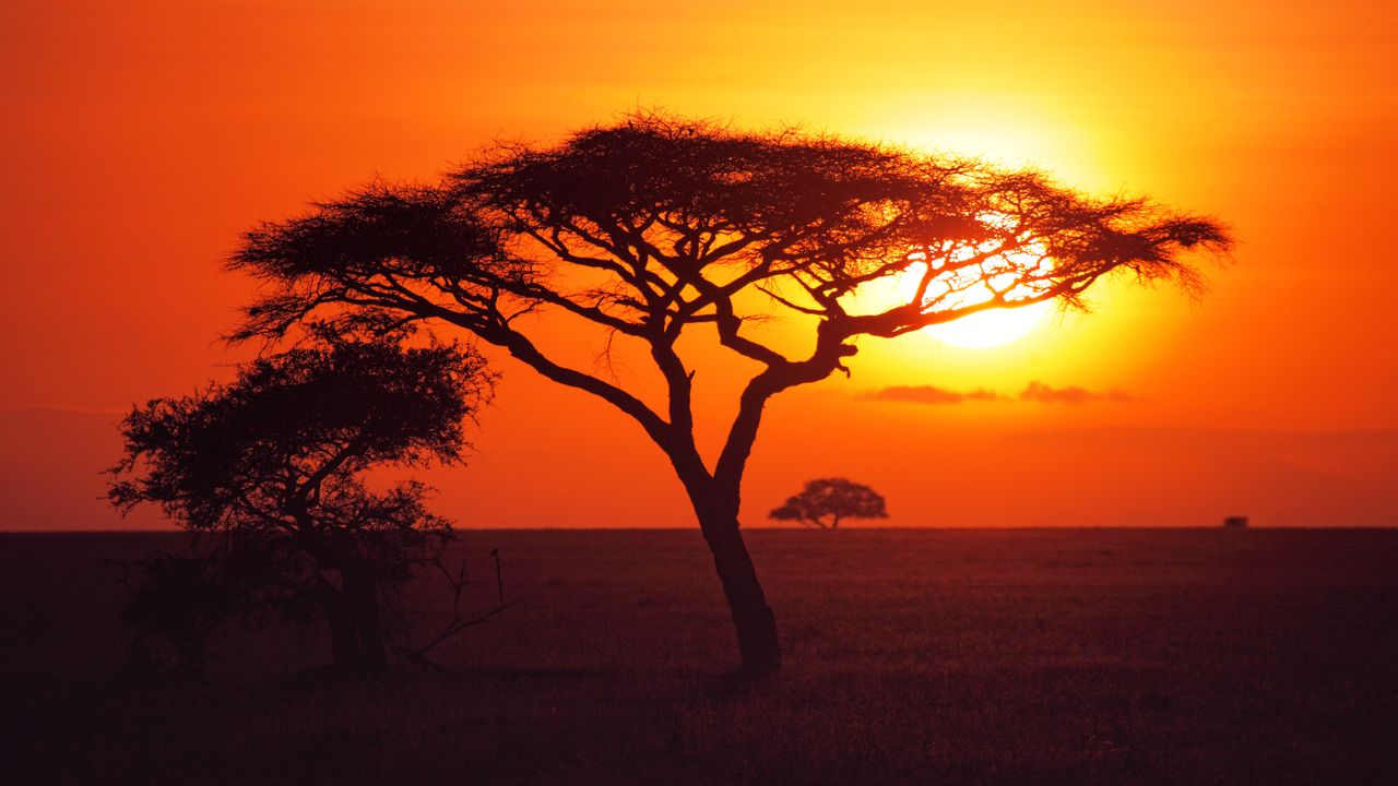 Serengeti Safari Adventure: Park Fees, Game Drives, Wildlife Encounters