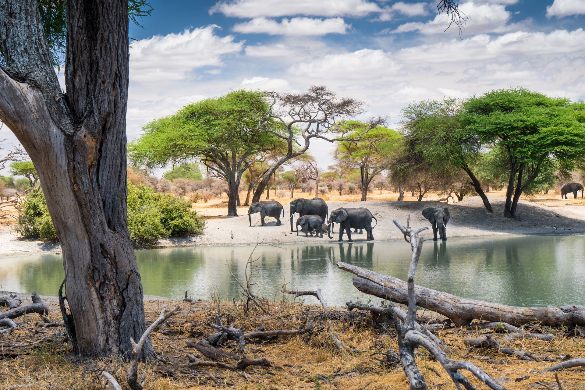 Tarangire
