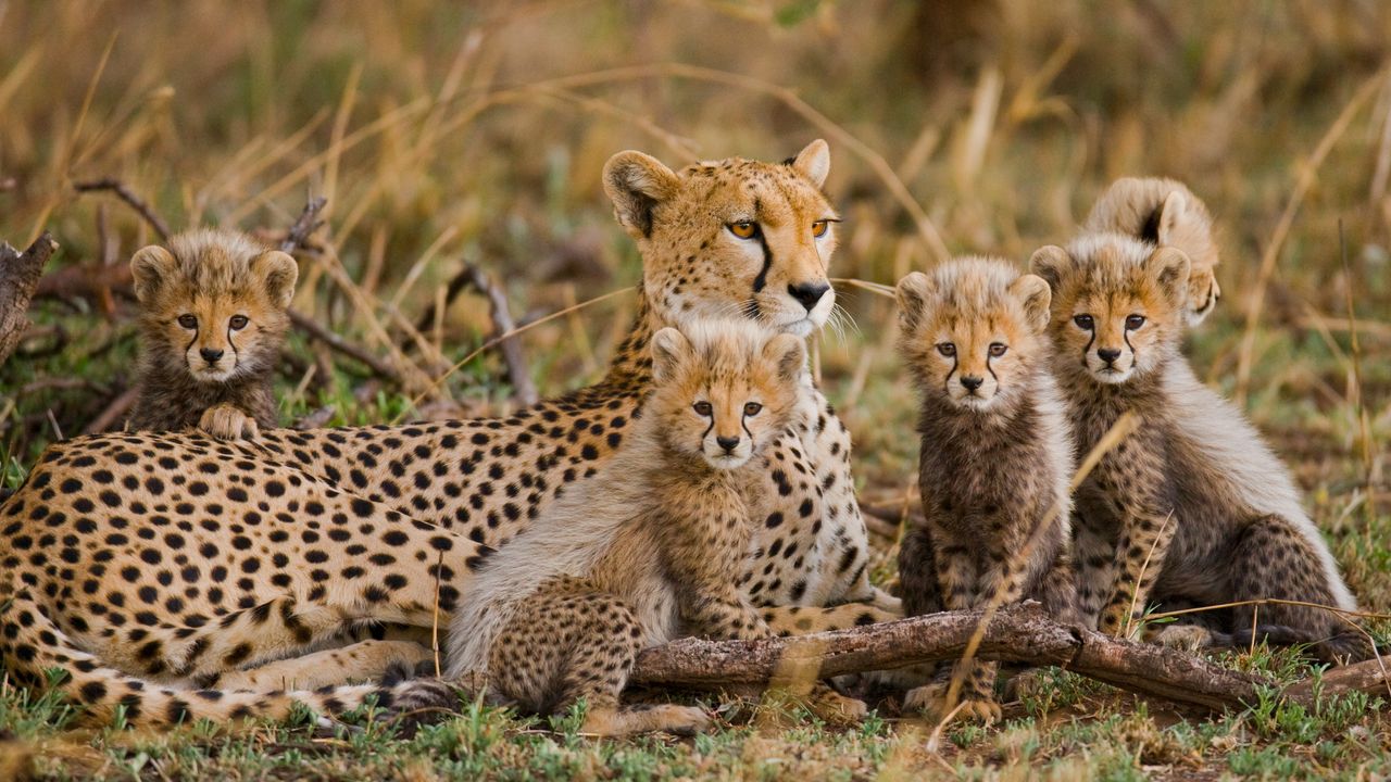 Unleash Your Inner Explorer: Adventure Travel in Africa
