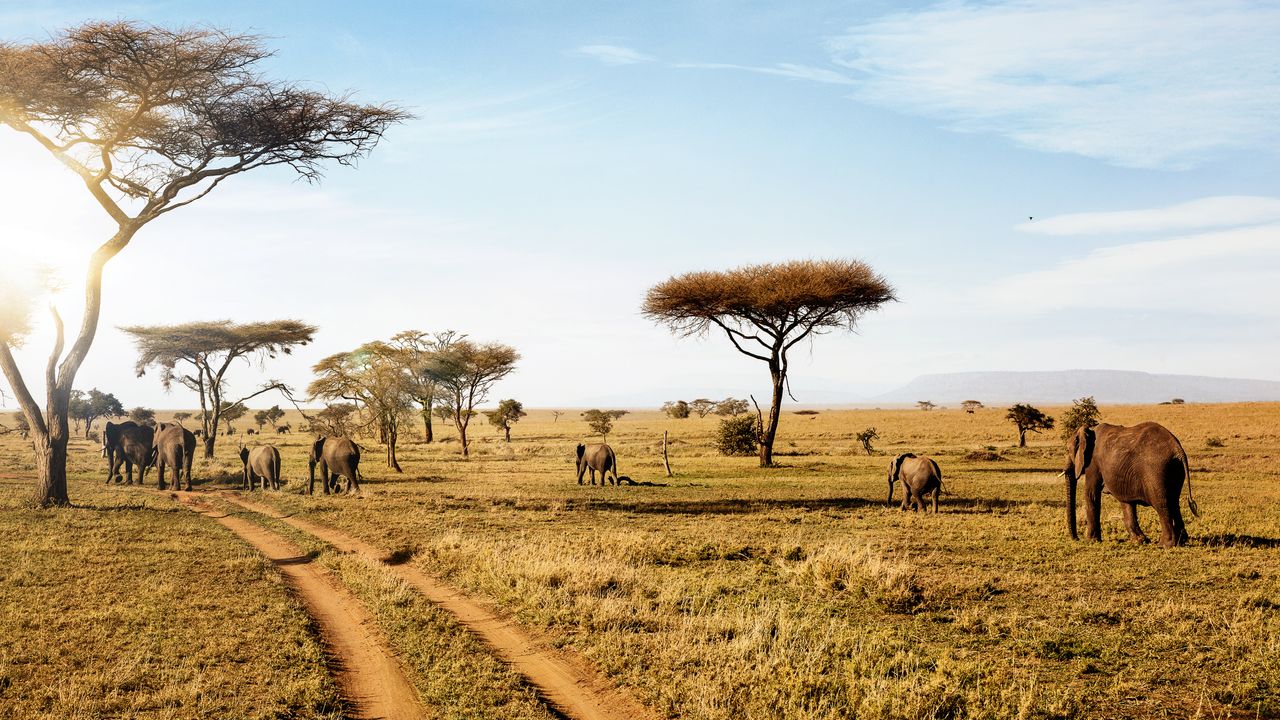 Thrilling Tanzania Safari Adventures